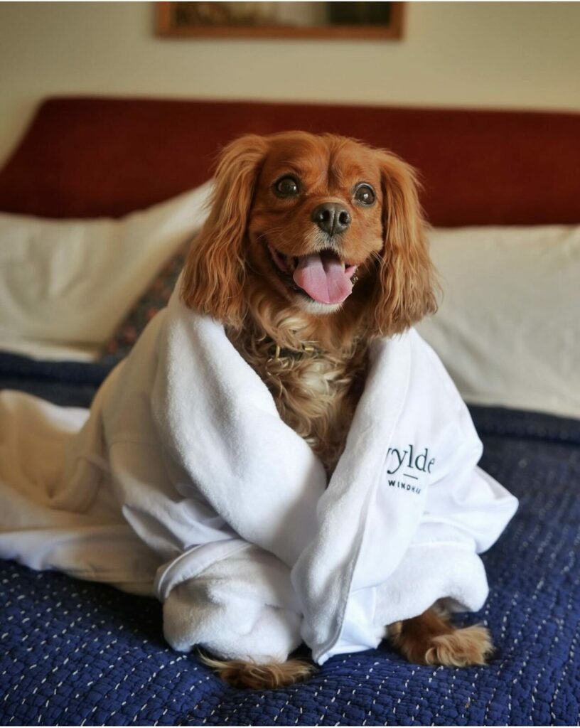 Dog in Wylder Windham bath robe